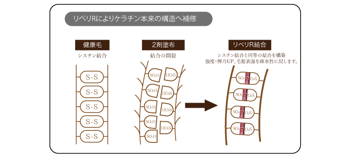 リペリＲによりケラチン本来の構造へ補修